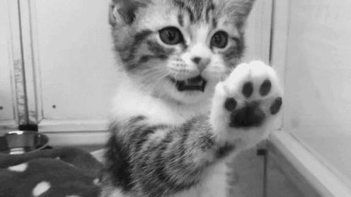 猫被领养后的真实生活,收养一只流浪猫几个月了野性难改