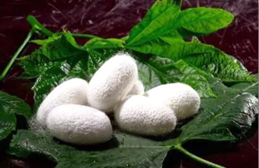 乡情乡韵|德清水乡桑事