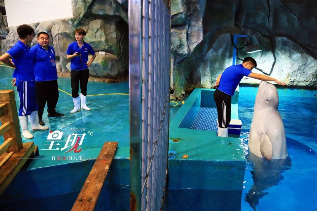 呈现|从海军战士到“海豚恋人”,人鱼相眷,恰似你的温柔……