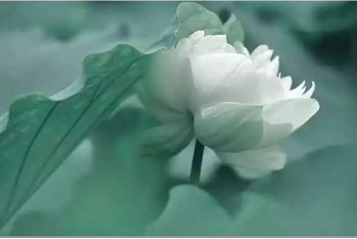 中医养生音乐十大名曲,中医五行养生音乐曲目