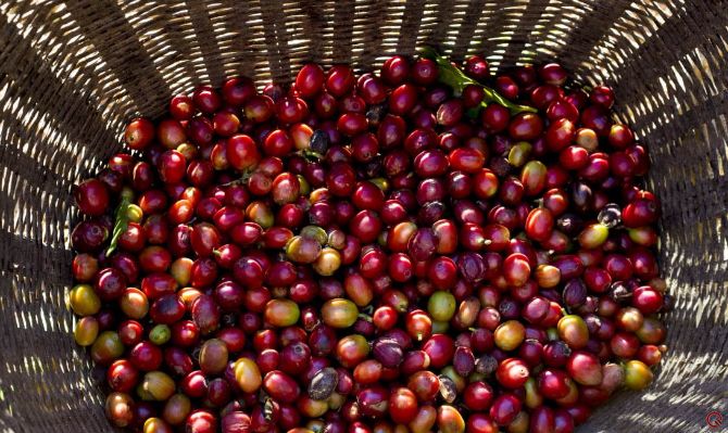 咖啡亲身体验制作过程,咖啡采摘方式及具体操作过程