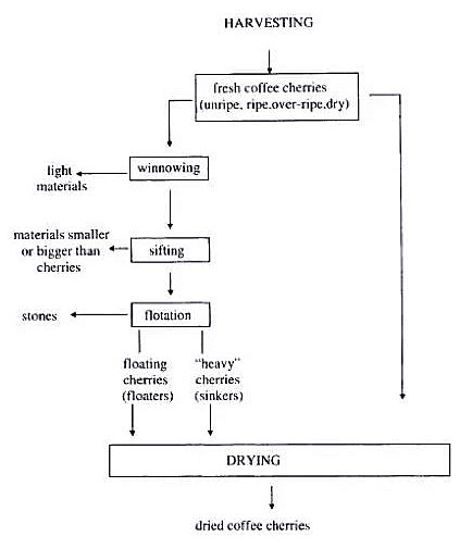 咖啡亲身体验制作过程,咖啡采摘方式及具体操作过程