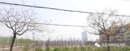 河北省沧州的造纸厂,沧州市造纸厂拆迁最新消息