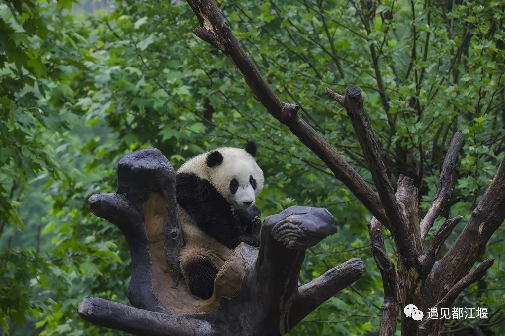 60-70年代都江堰的介绍,新中国都江堰