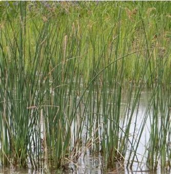 世园会植物,世园会蔬菜图片大全