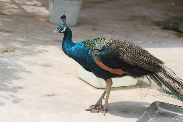 南沙百万葵园免费吗,南沙百万葵园开放时间最新