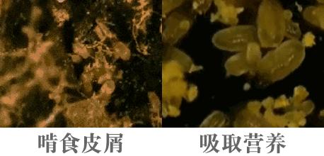 床上放个它，让螨虫绝望，让螨虫自杀，比太阳暴晒强1万倍