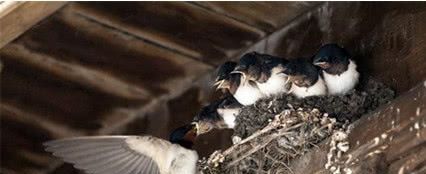 宅有三喜是什么,宅子现四喜是哪四喜