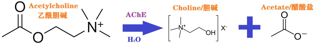 拓哥看药厂：1.Novartis/诺华,五十六2001年年报6Pharmaceuticals前二十大药品5