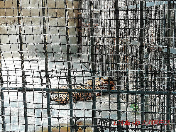 逃票误入老虎园被咬死谁承担责任,老虎脱逃事件