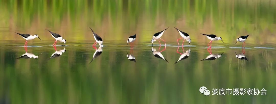 生态娄底美丽家园——【壮丽70年奋斗新时代】娄底首届风光摄影作品展览生态小品作品选登