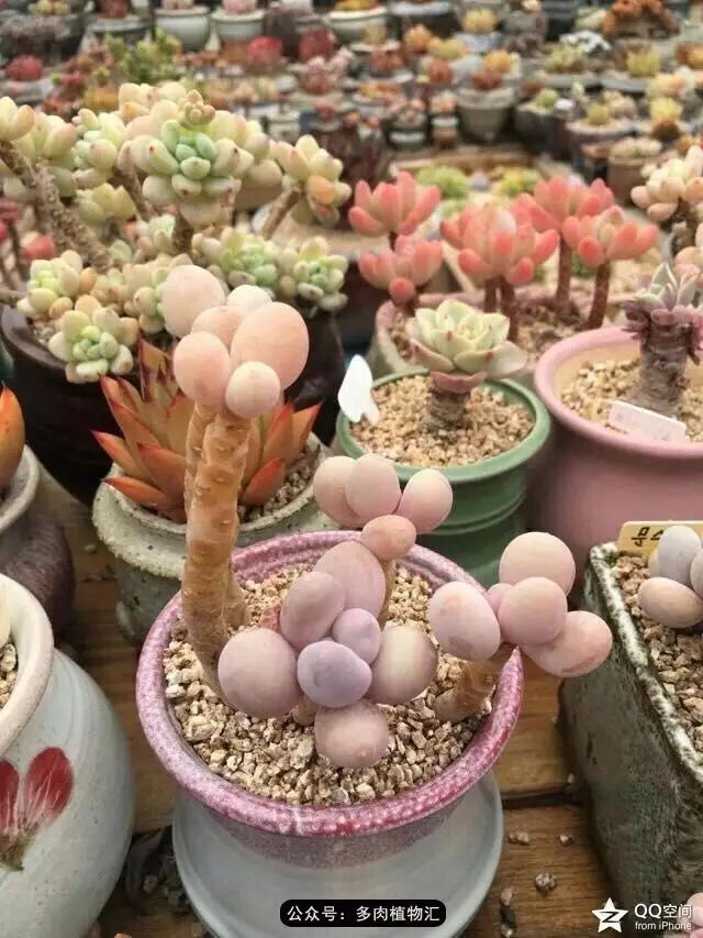 干奶酪怎么挑,奶酪如何挑选品牌