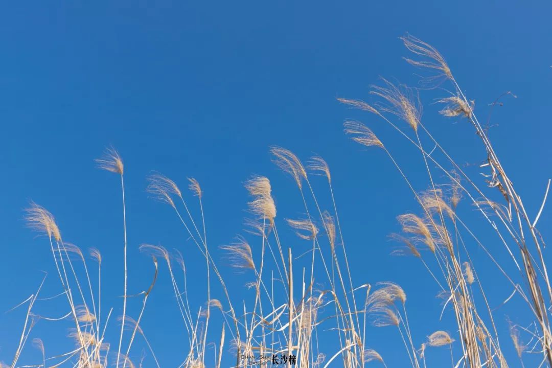 长沙这些公园颜值超高你去过几个,长沙最值得去的公园排名一览表