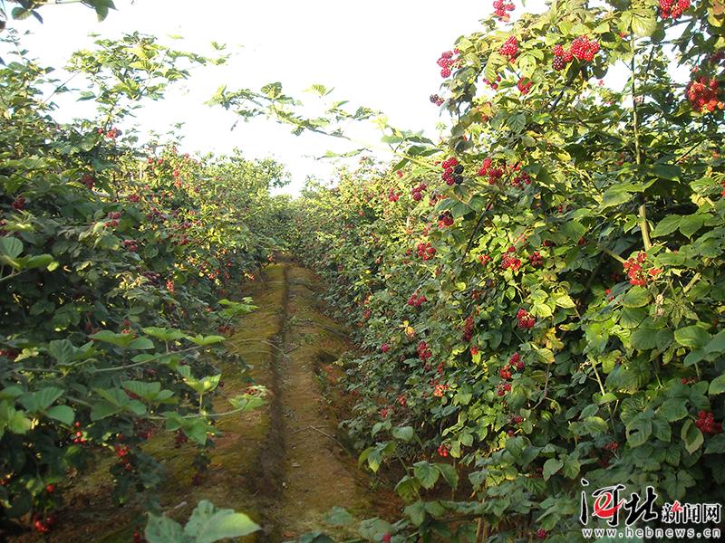 大河之北完整版视频,大河之北原唱完整版