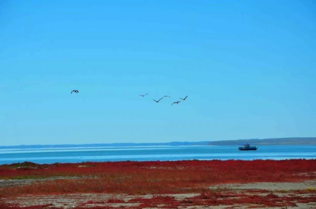 内蒙古的秋天有多美,内蒙古的秋天有多美啊