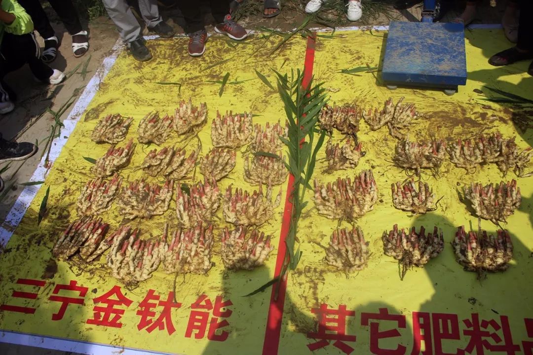 用三宁，打姜山！每亩多收6000元，农户喜开颜