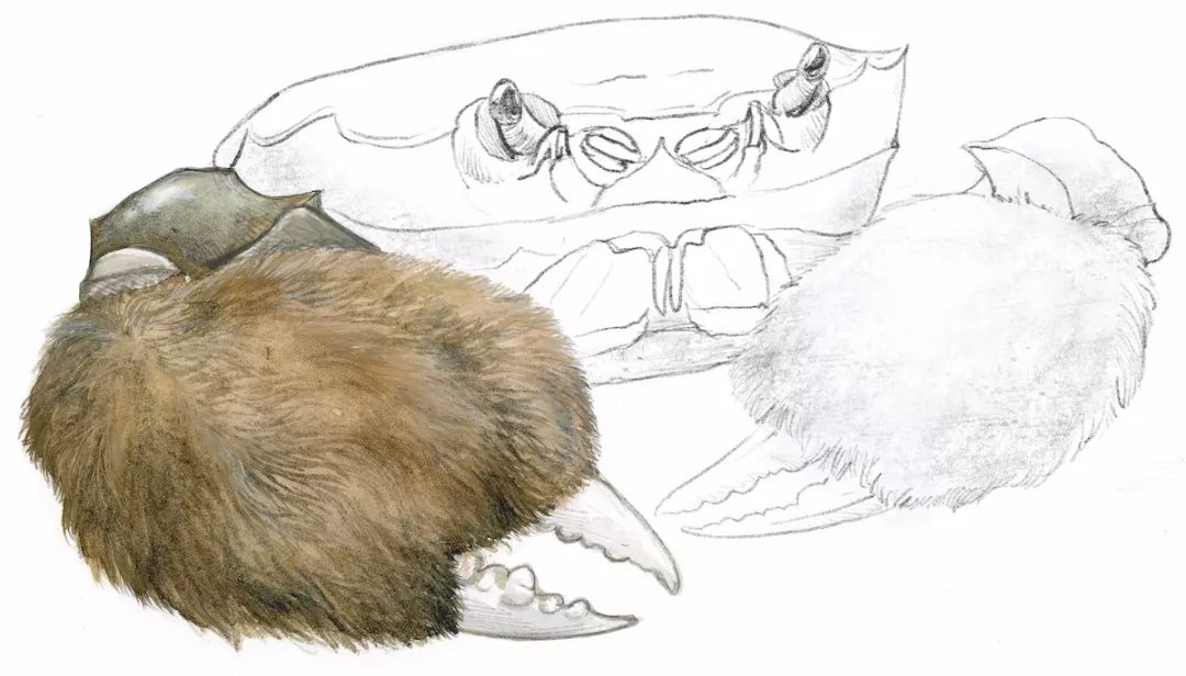 大闸蟹做法简单又好吃,鹤龙湖大闸蟹哪家好吃