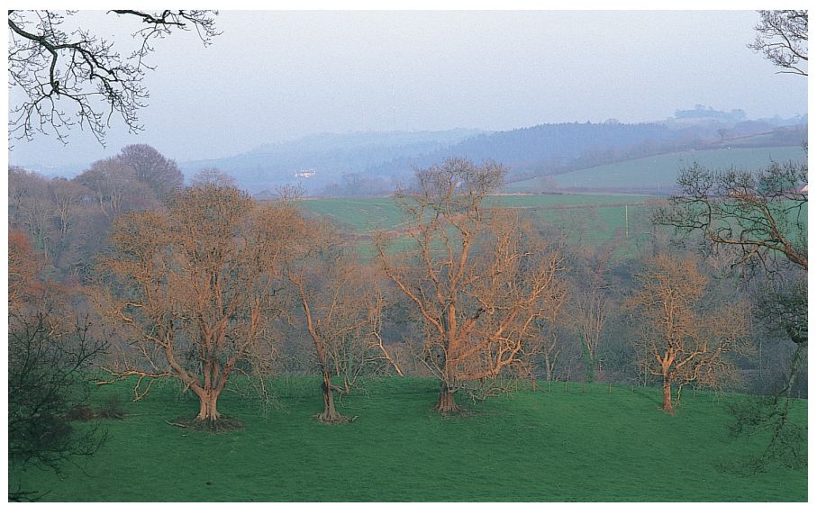识别树木的最快方法,真假树木鉴别方法