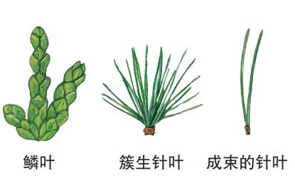 识别树木的最快方法,真假树木鉴别方法