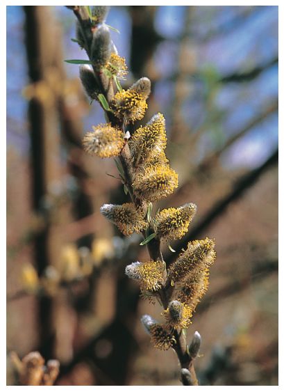 识别树木的最快方法,真假树木鉴别方法