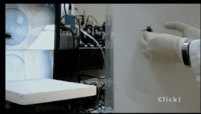 今年的搞笑诺贝尔奖,最搞笑的诺贝尔奖是什么