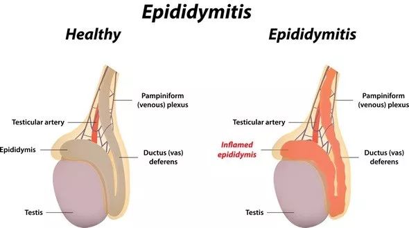 父亲精子正常会不会遗传给儿子,父亲的精子质量会遗传吗
