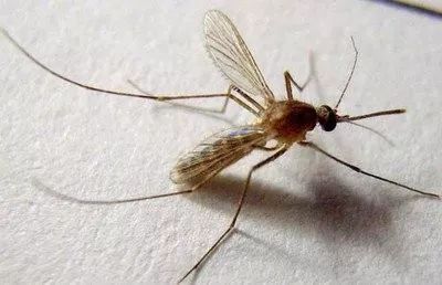 预防登革热时刻在行动,科普清理小积水防控登革热