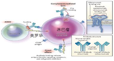 淋巴瘤是重大疾病吗,淋巴瘤必死无疑吗