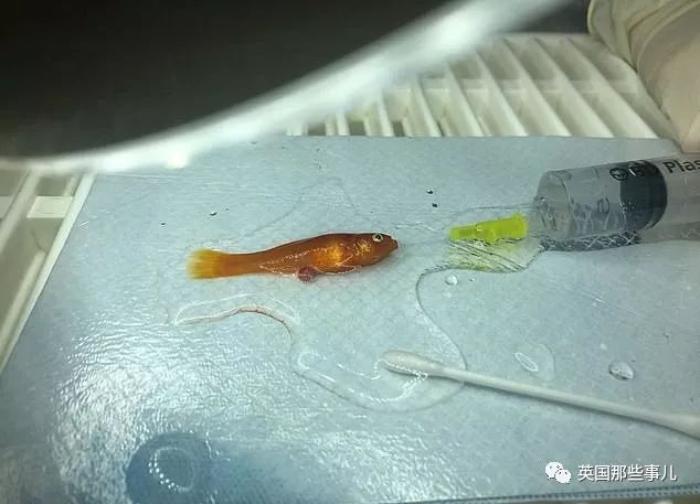 金鱼肚子里长肿瘤,金鱼肚子上长肿瘤