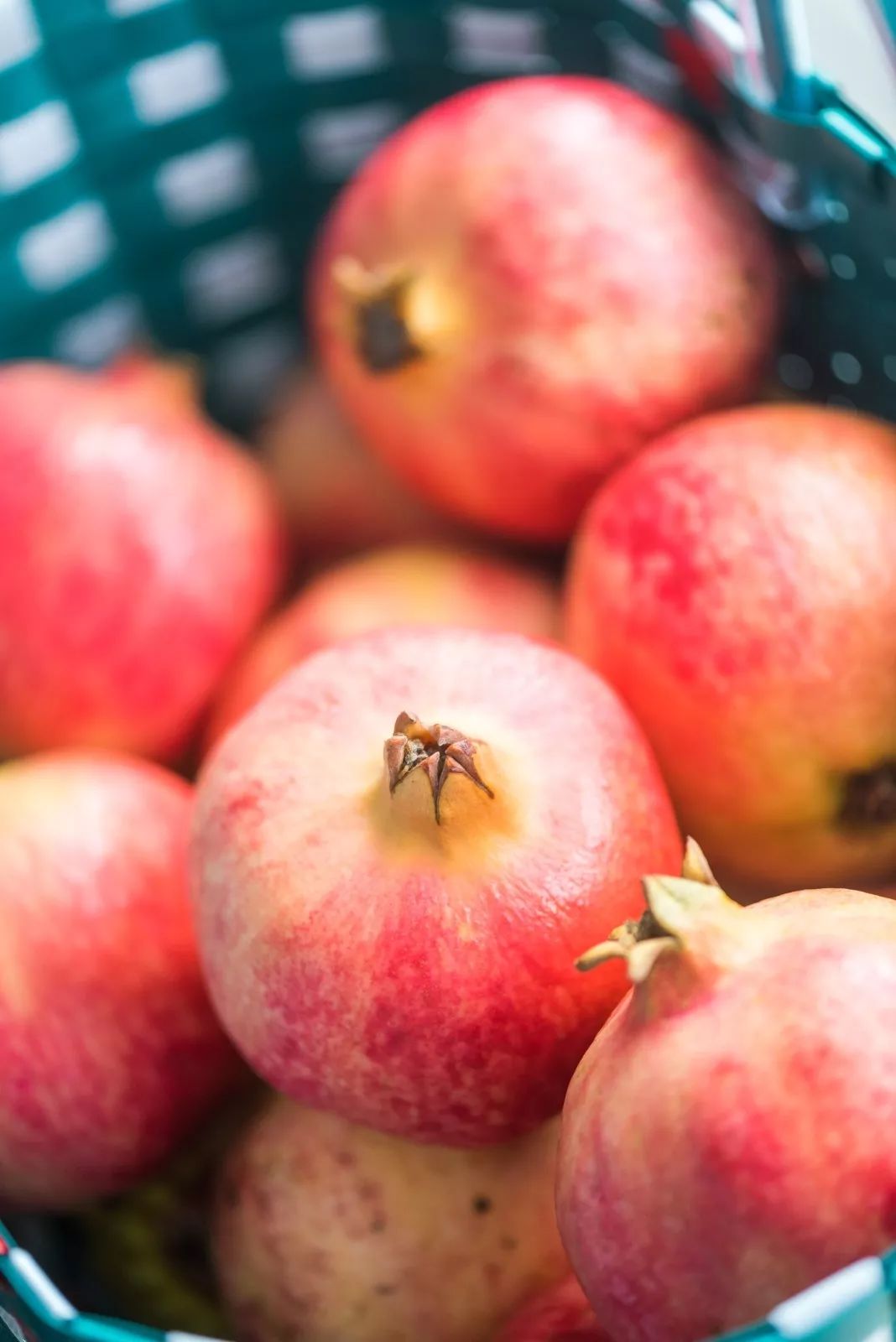 突尼斯软籽石榴特价出售,突尼斯软籽石榴三年苗多少钱一棵