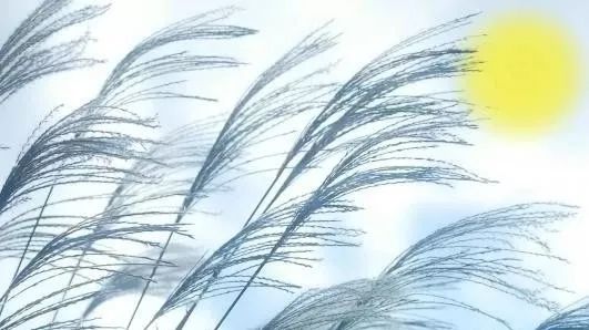 但愿人长久中秋共婵娟什么意思,但愿人长久中日共婵娟是什么意思