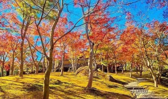 日本银杏叶保存,2019日本赏银杏