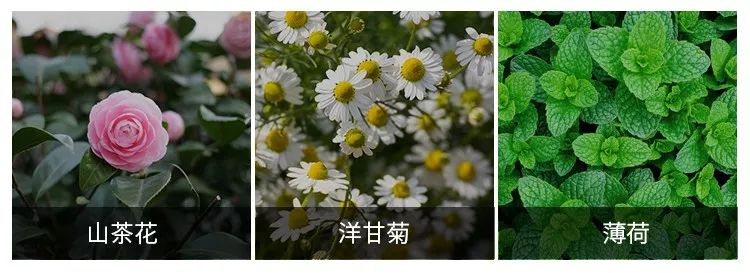 俄罗斯牙膏去黄牙怎么样,祛牙垢黄牙的牙膏国货之光