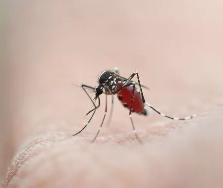 登革热的正确防范方法,登革热的要点是什么