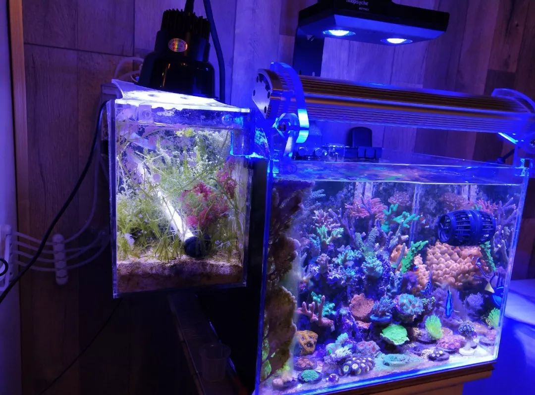 40小缸全套,40的方缸用多大的过滤桶