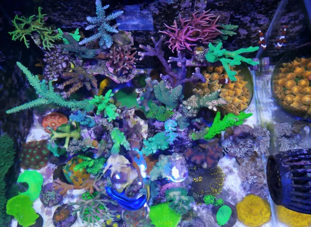 40小缸全套,40的方缸用多大的过滤桶