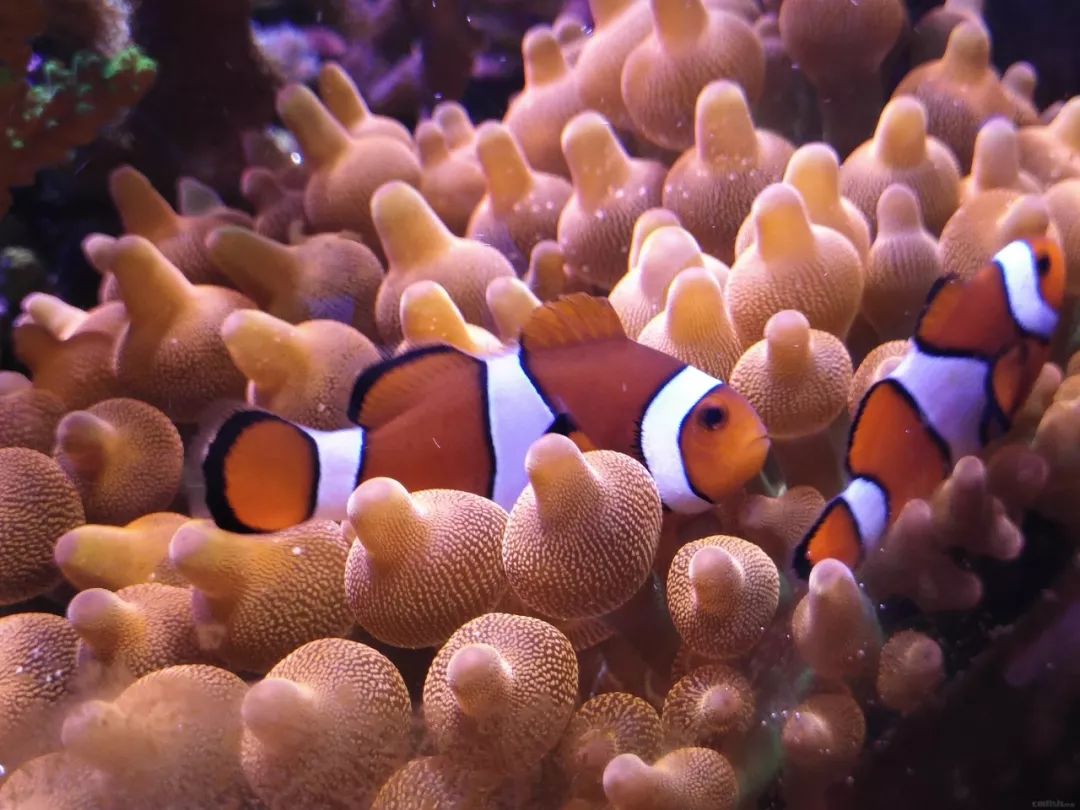 40小缸全套,40的方缸用多大的过滤桶