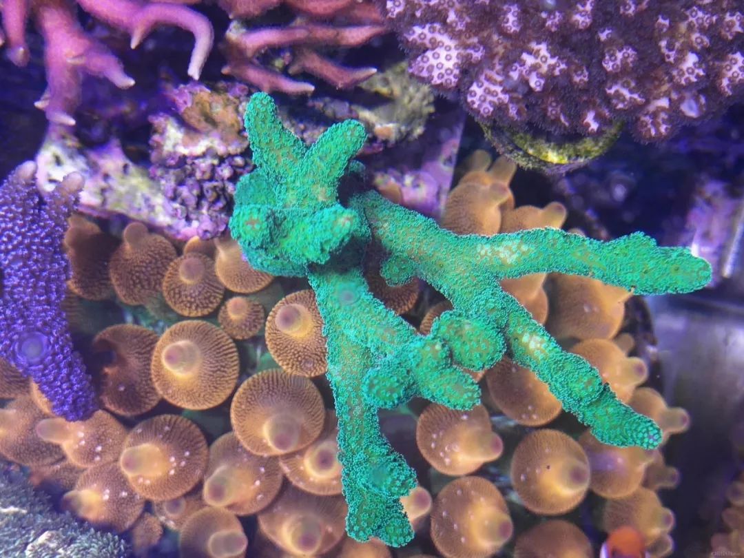 40小缸全套,40的方缸用多大的过滤桶