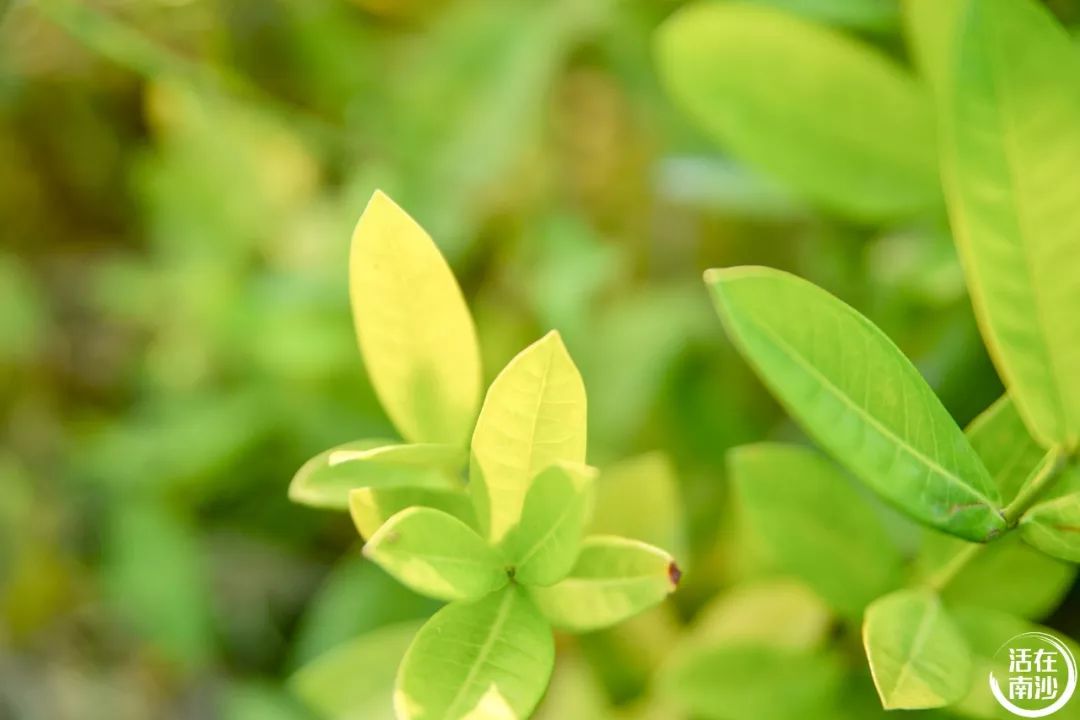 南沙凤凰湖以前叫什么名字,南沙凤凰湖历史