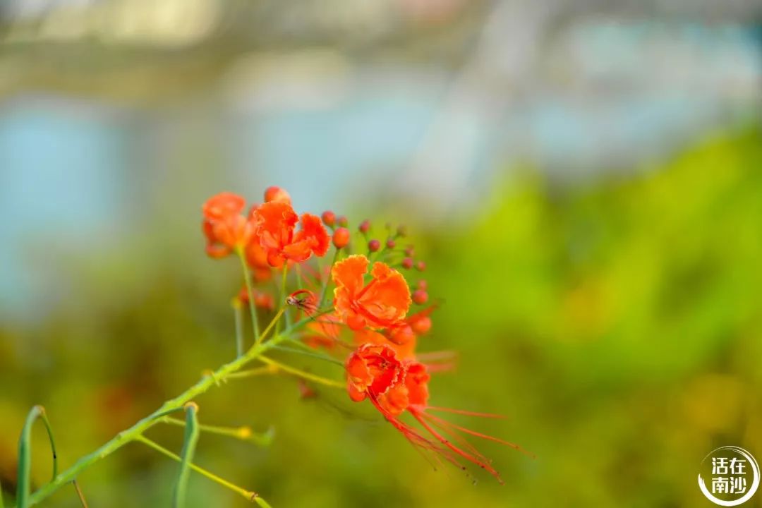 南沙凤凰湖以前叫什么名字,南沙凤凰湖历史