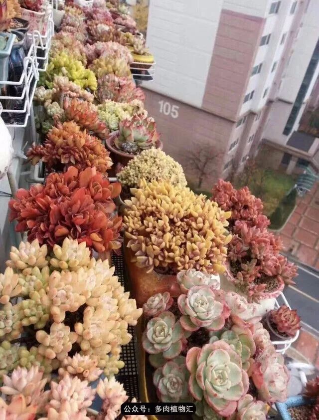 阳台如何让它变得很漂亮,怎么让阳台能种更多花