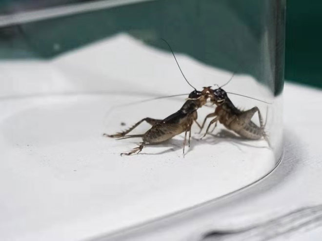 观唐文化与艺术,观唐文化展