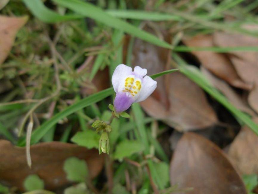常绿地被植物推荐,地被植物科普