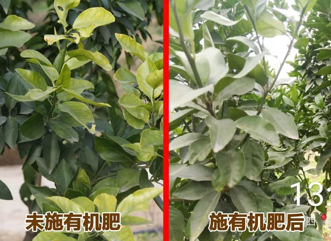 有机肥市场需求广阔,国内十大生物有机肥前10排名