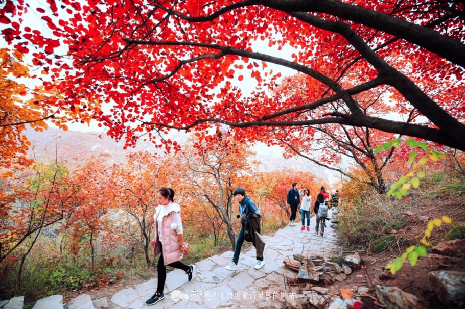 北京秋天赏红叶好去处房山坡峰岭,秋天赏红叶最佳去处