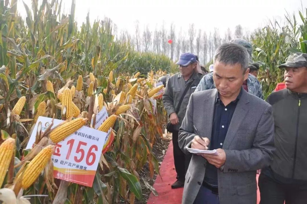 抗性型玉米,抗性最好的玉米品种