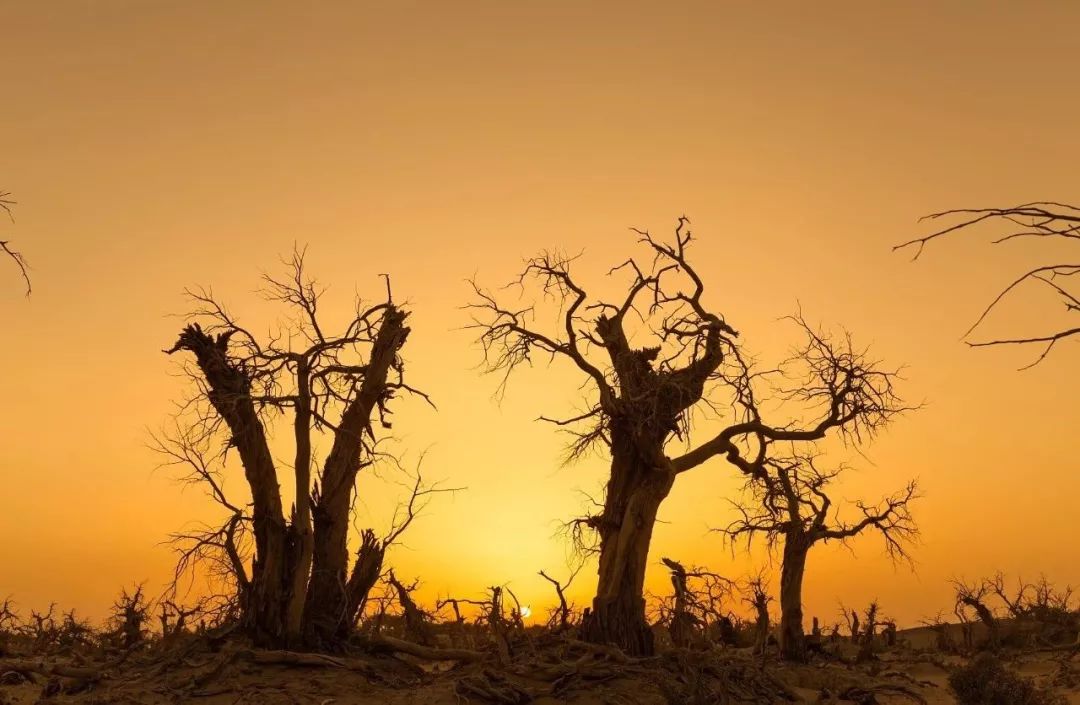 包头去额济纳胡杨林攻略,广州到额济纳胡杨林攻略