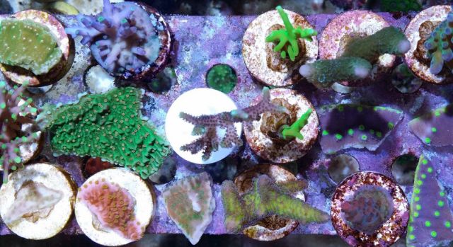 sps哪家更实用,sps怎么操作