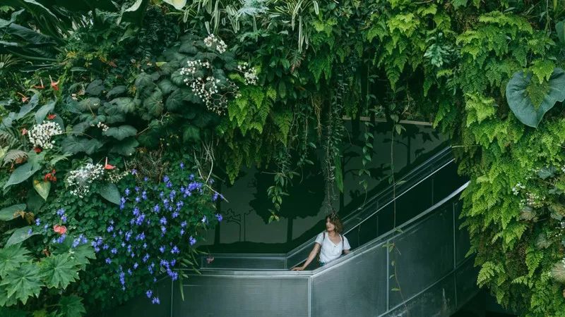 新加坡圣淘沙鱼尾狮为什么拆除,新加坡鱼尾狮为什么修二个月