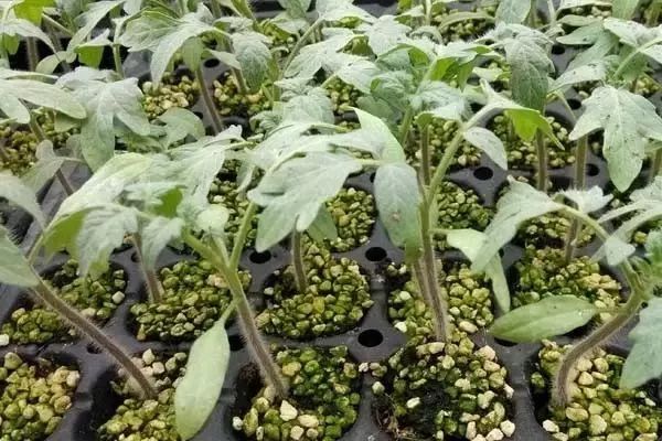 芸苔素内酯怎么用才有效,芸苔素内酯的3种误解